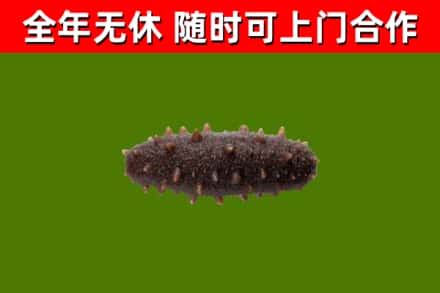 翁牛特烟酒回收干海参.jpg
